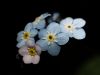 Forget-me-not