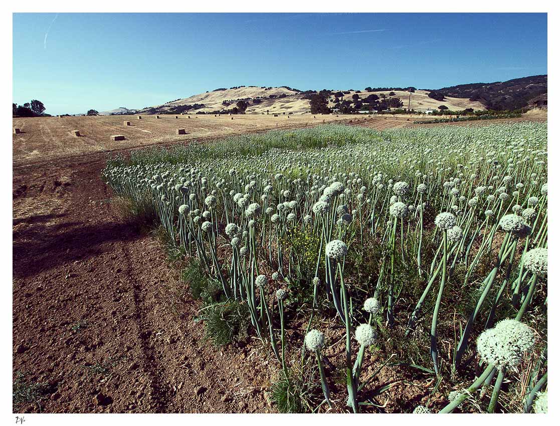 The onion field