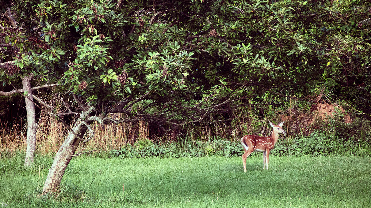 Bambi