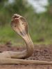 Monocled Cobra @ Bhubaneswar 3 | 07 | 2013 by Ar Shakti Nanda