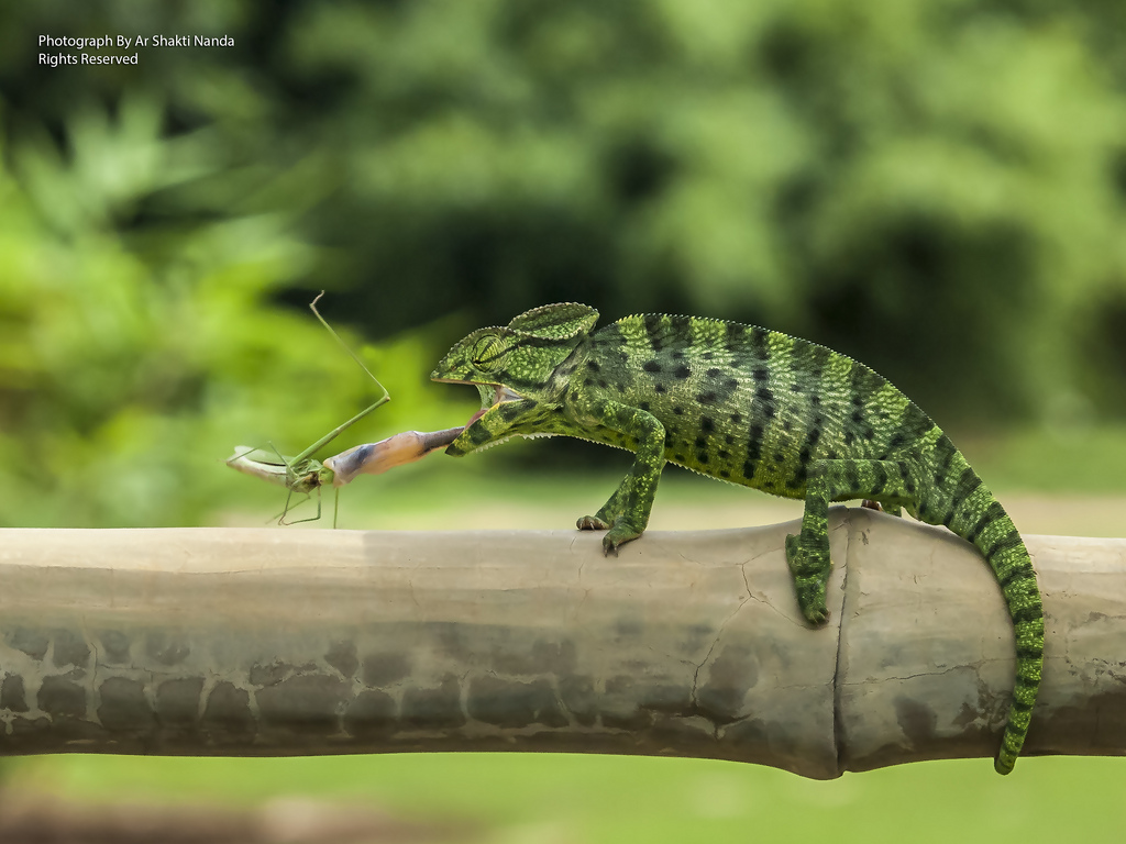 The Chameleons & the Grasshopper @ Bhubaneswar 14 | 07 | 2013