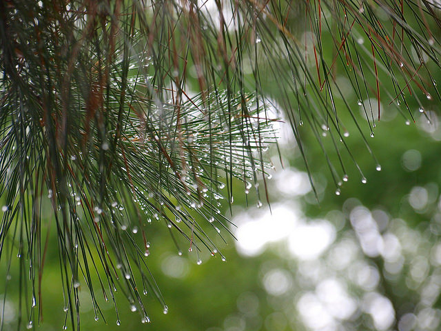 Pine Drops