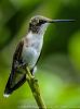 Portait session with a Hummingbird (2) by Palani Mohan