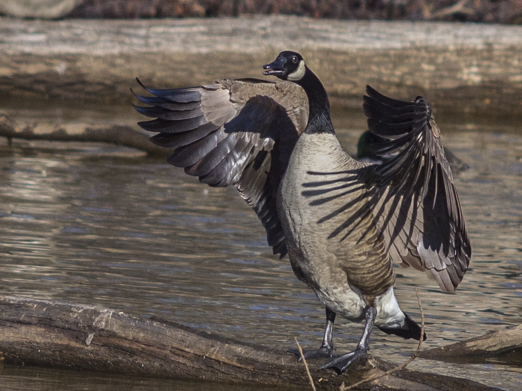 Canada Geese in action